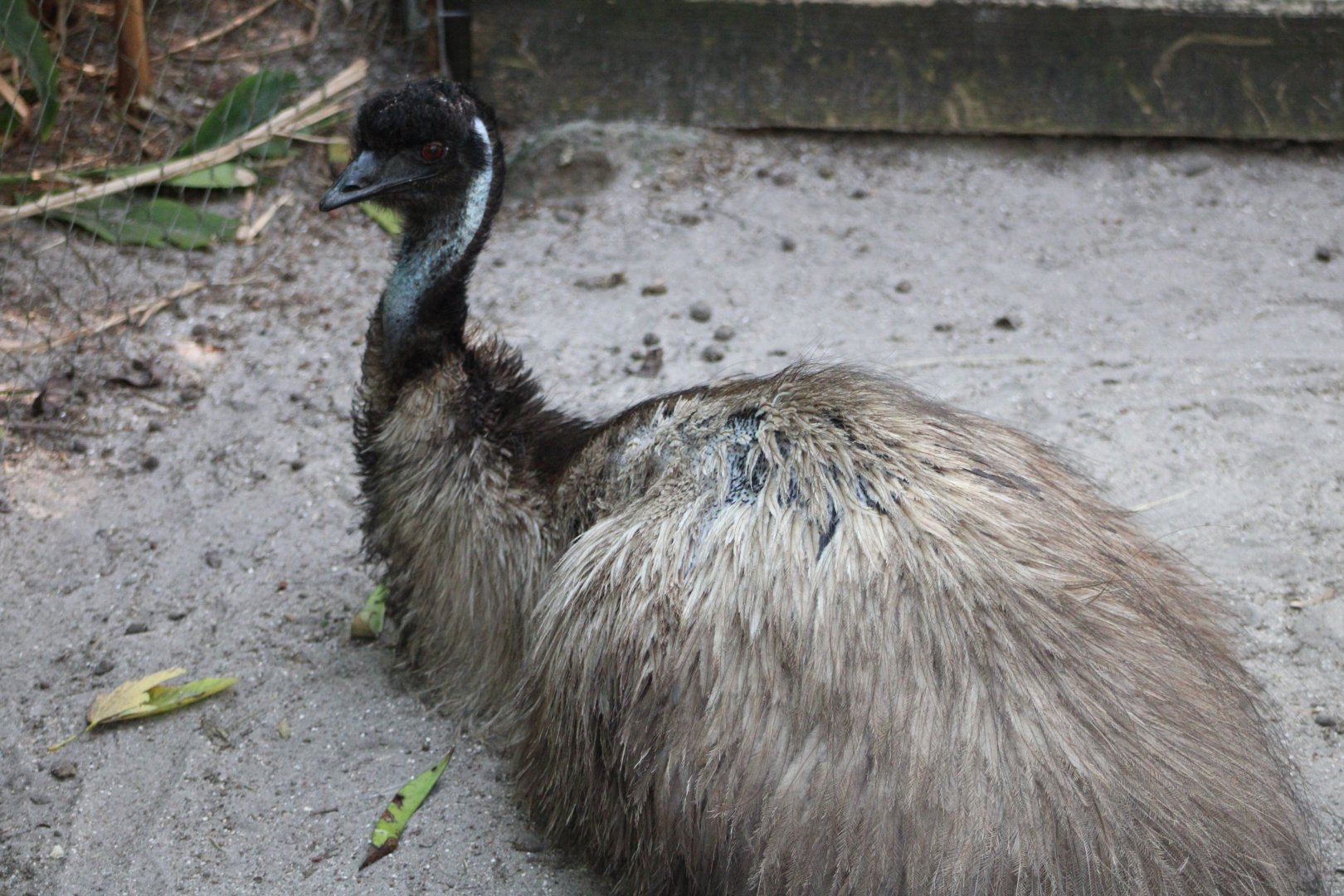 Emu (Dromaius novaehollandiae)