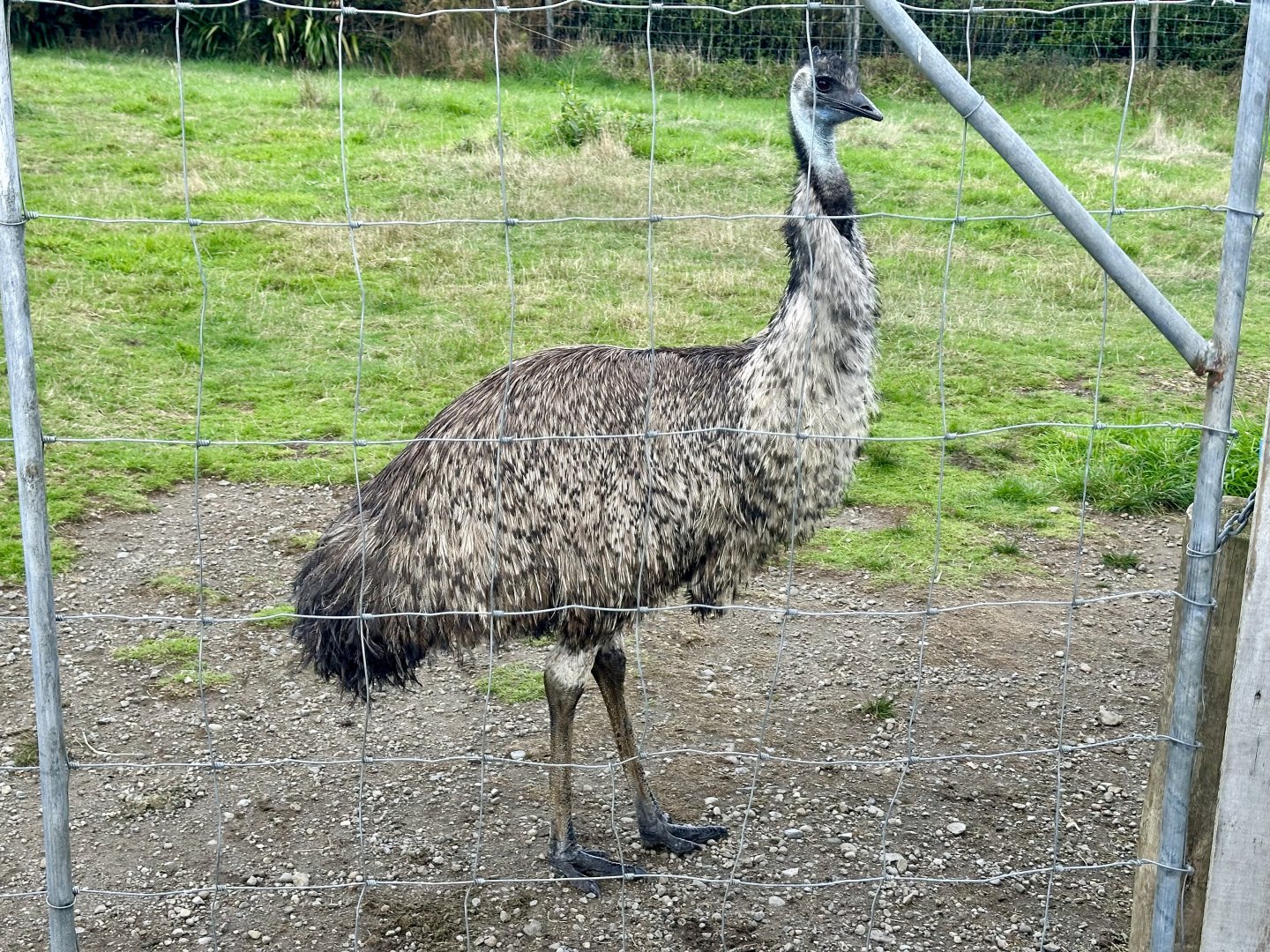 Emu (Dromaius novaehollandiae)
