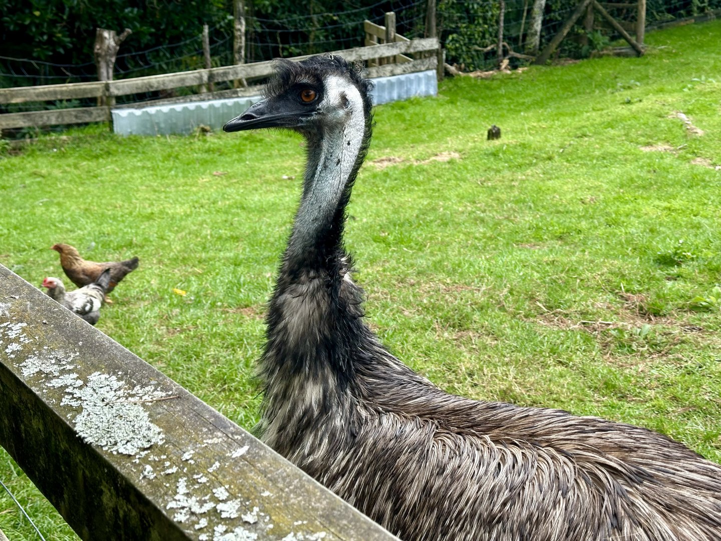 Emu (Dromaius novaehollandiae)