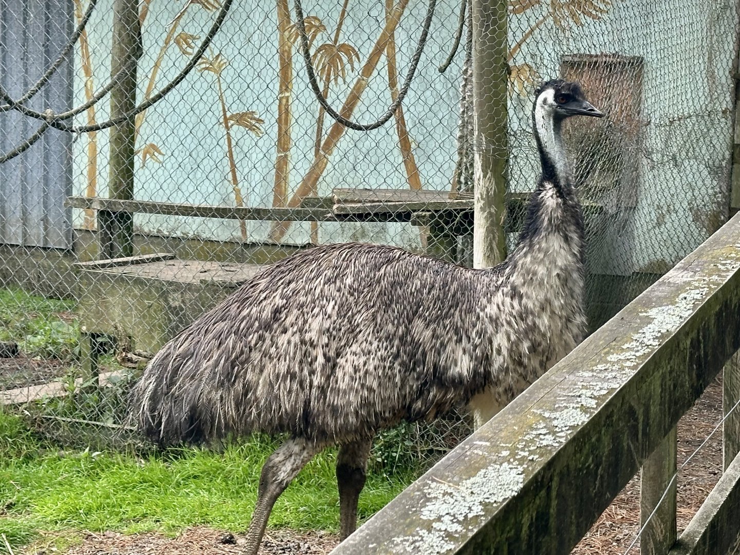 Emu (Dromaius novaehollandiae)