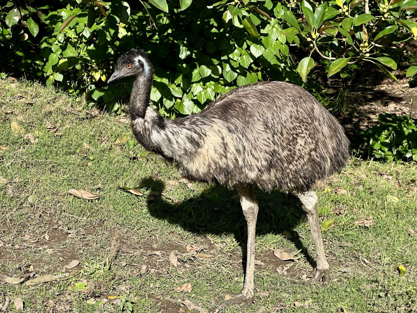 Emu (Dromaius novaehollandiae)