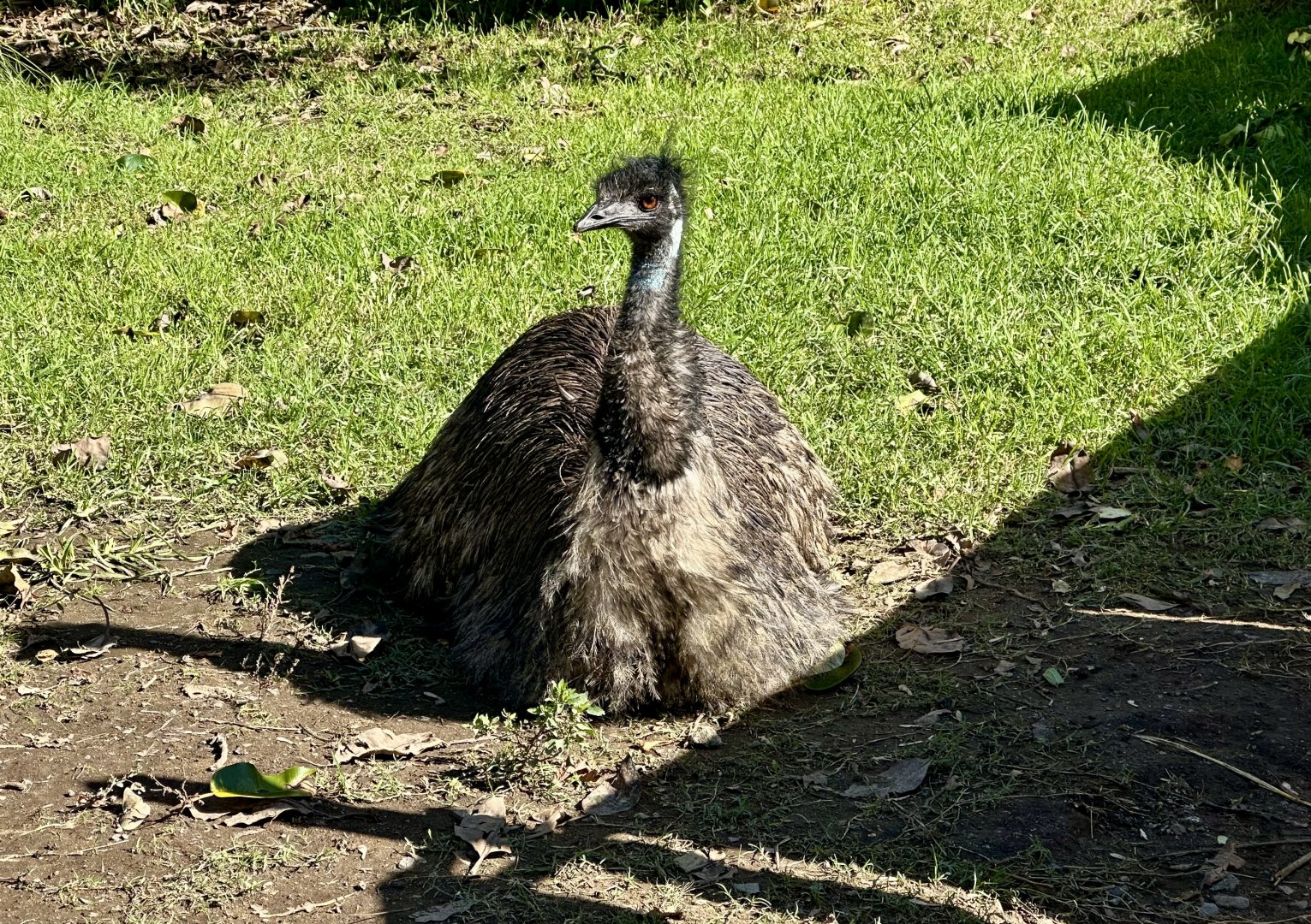 Emu (Dromaius novaehollandiae)