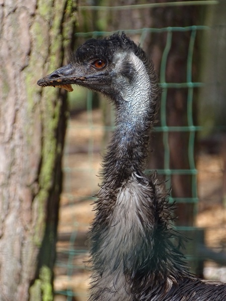 Emu (Dromaius novaehollandiae)