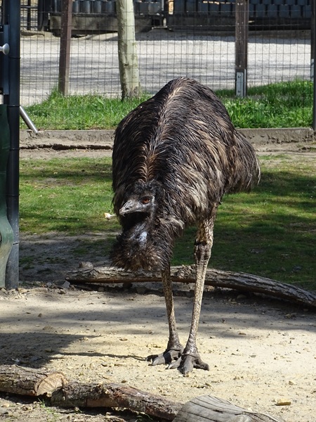 Emu (Dromaius novaehollandiae)