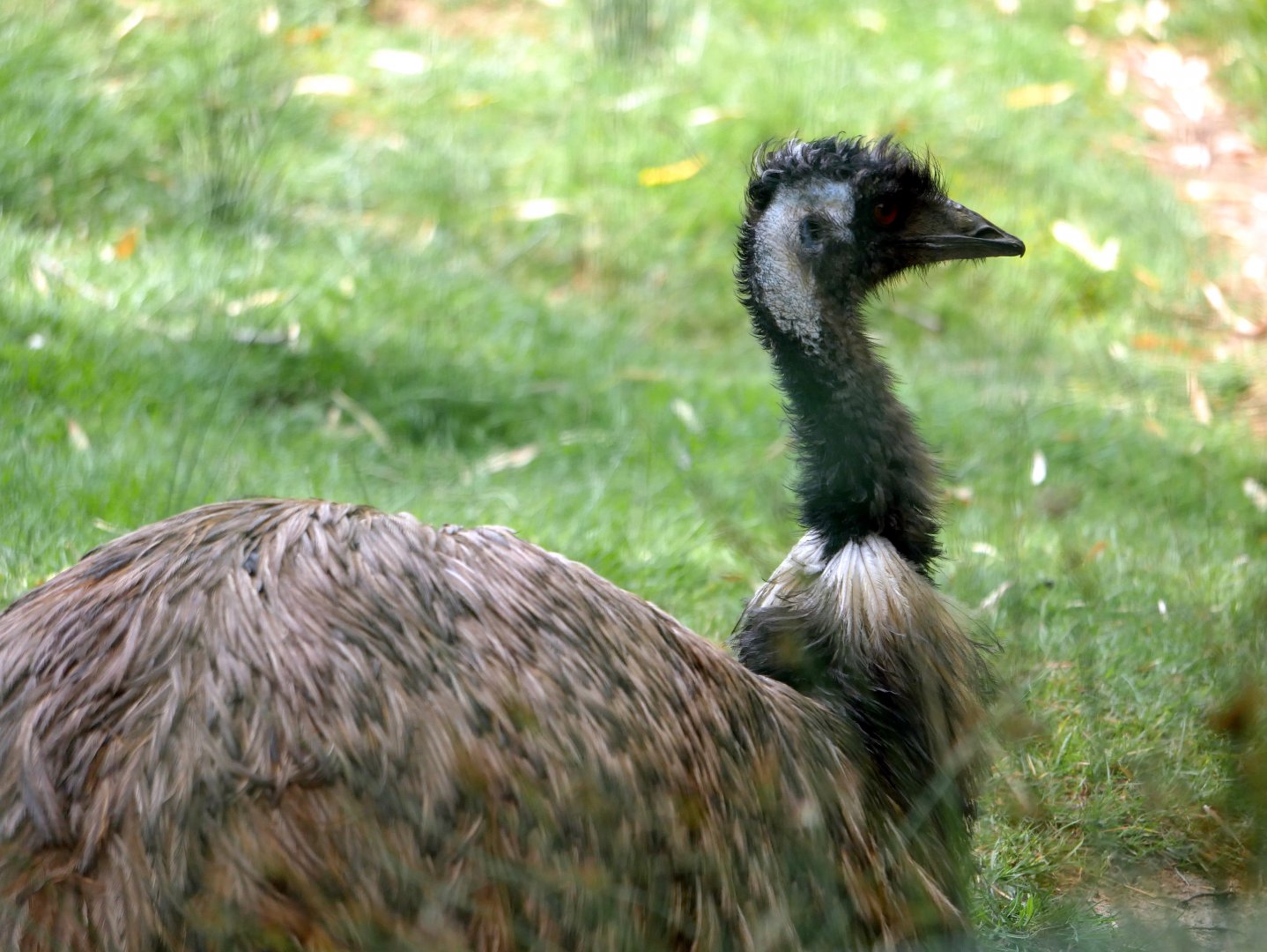 Emu (Dromaius novaehollandiae)