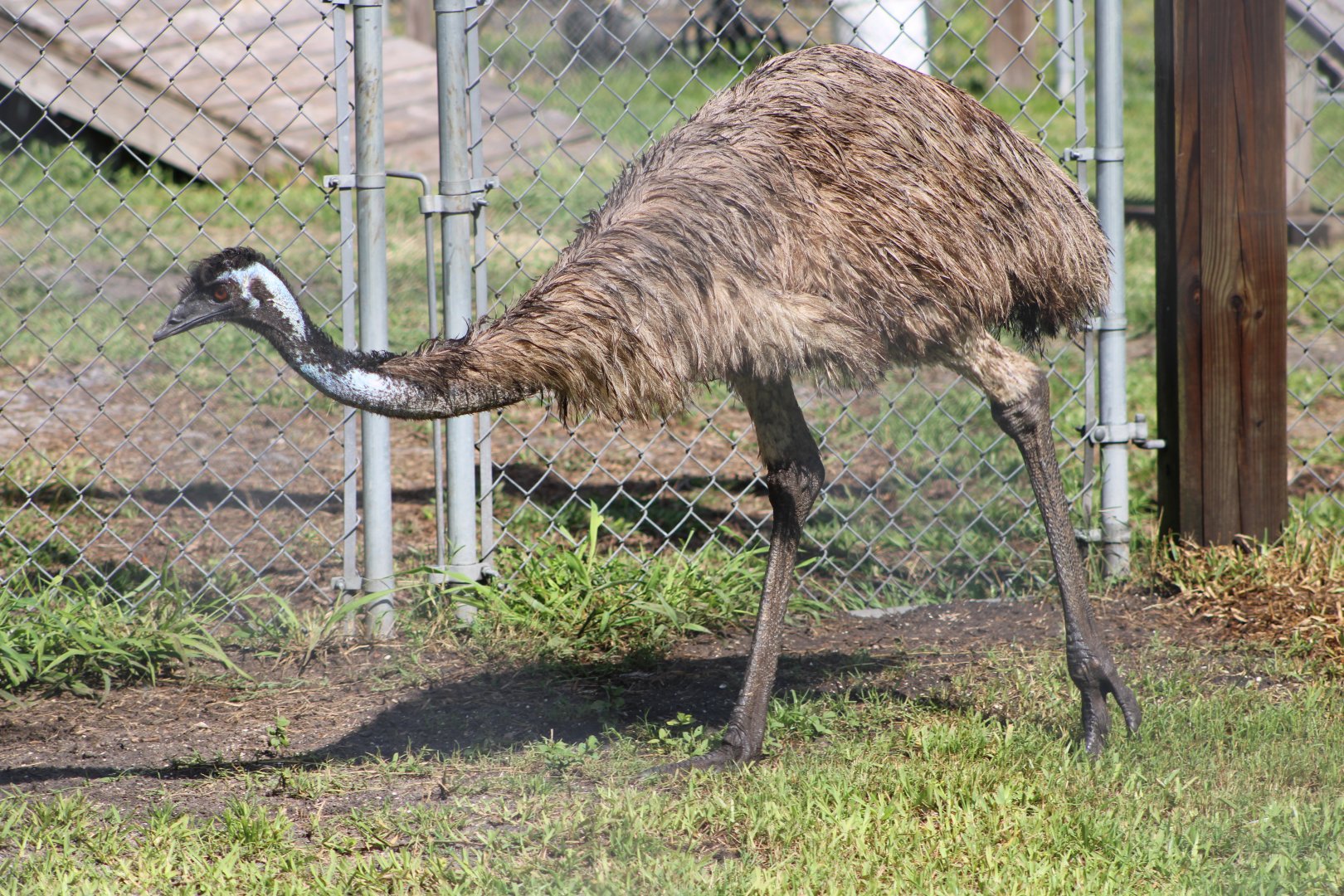 Emu (Dromaius novaehollandiae)