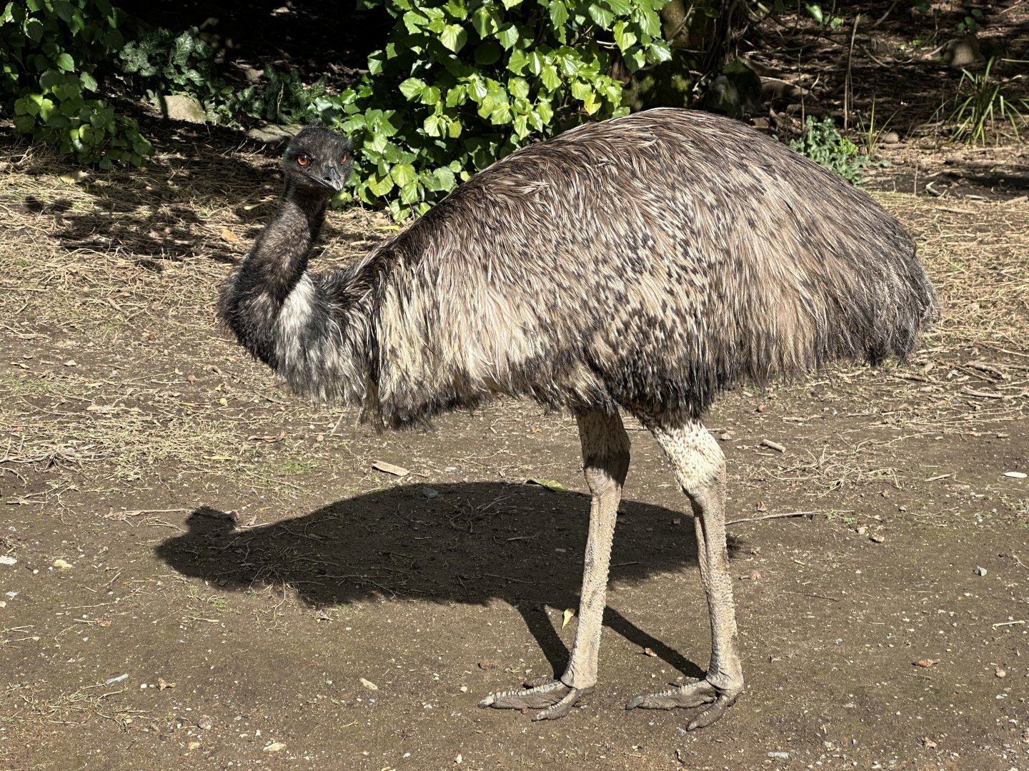 Emu (Dromaius novaehollandiae)