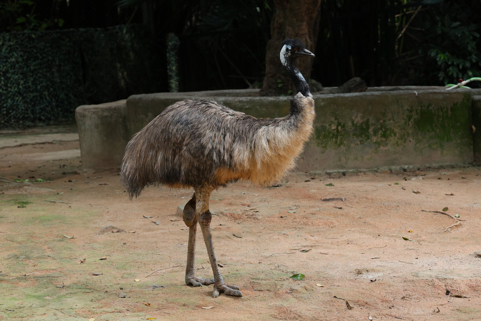 Emu (Dromaius novaehollandiae)
