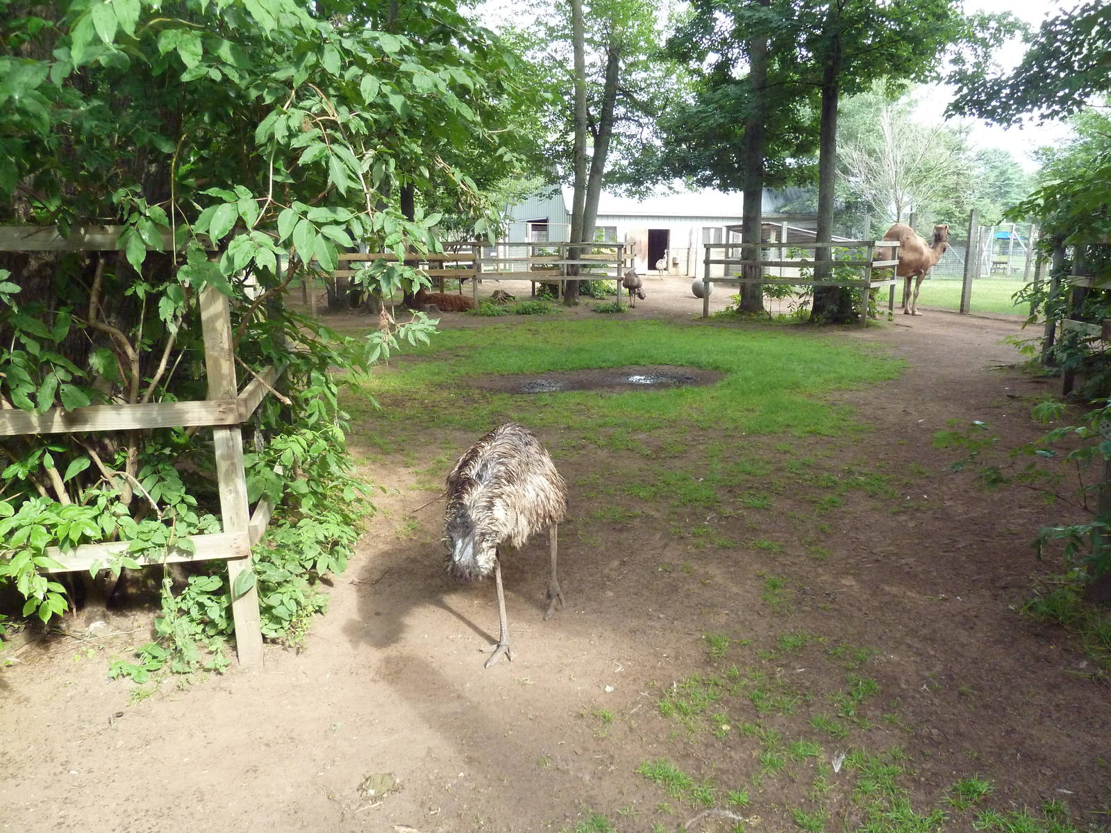 Emu/Dromedary Exhibit