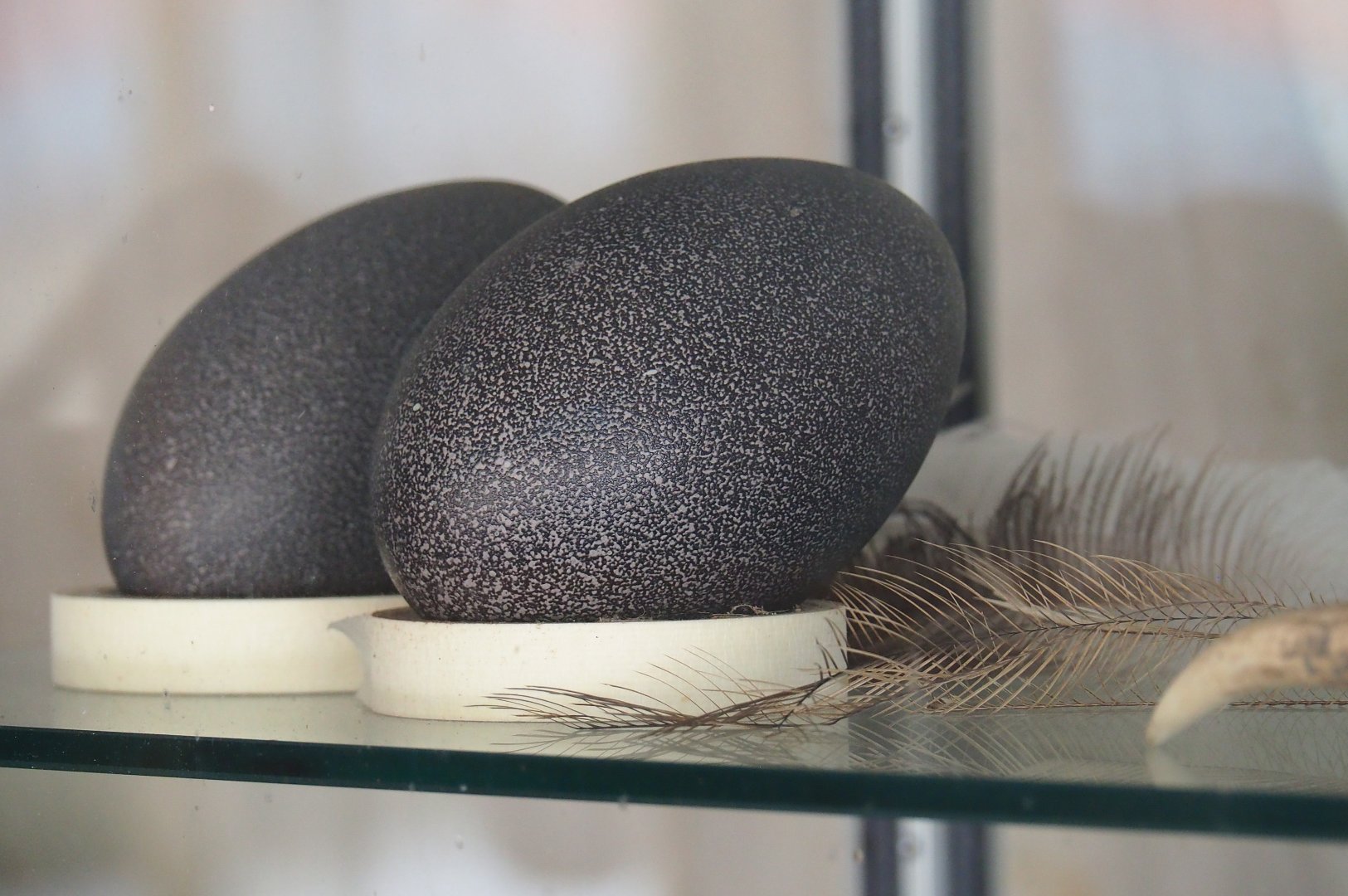 Emu eggs and feathers, 2019-08-11