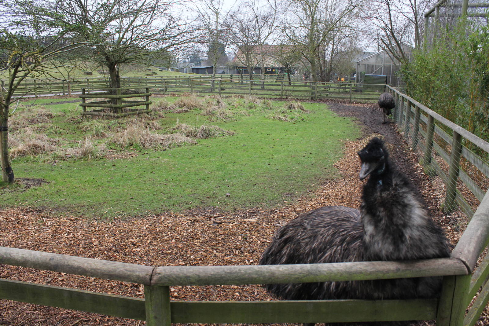 Emu enclosure 1-1-15