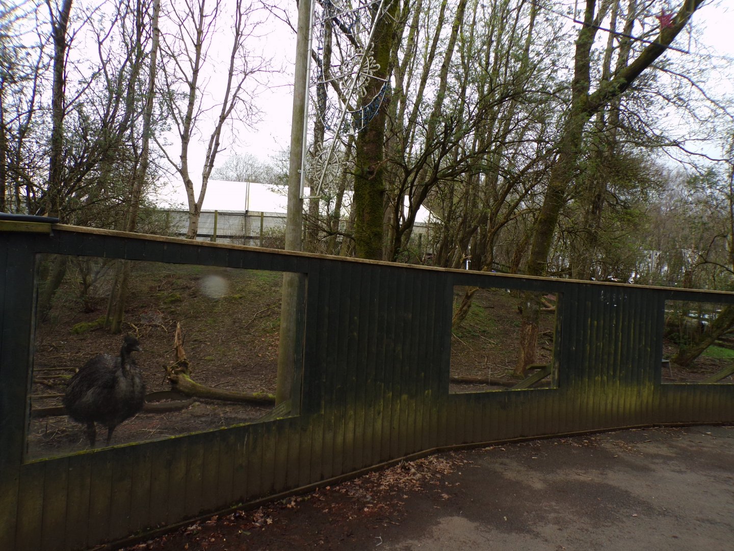 Emu enclosure 12.4.24