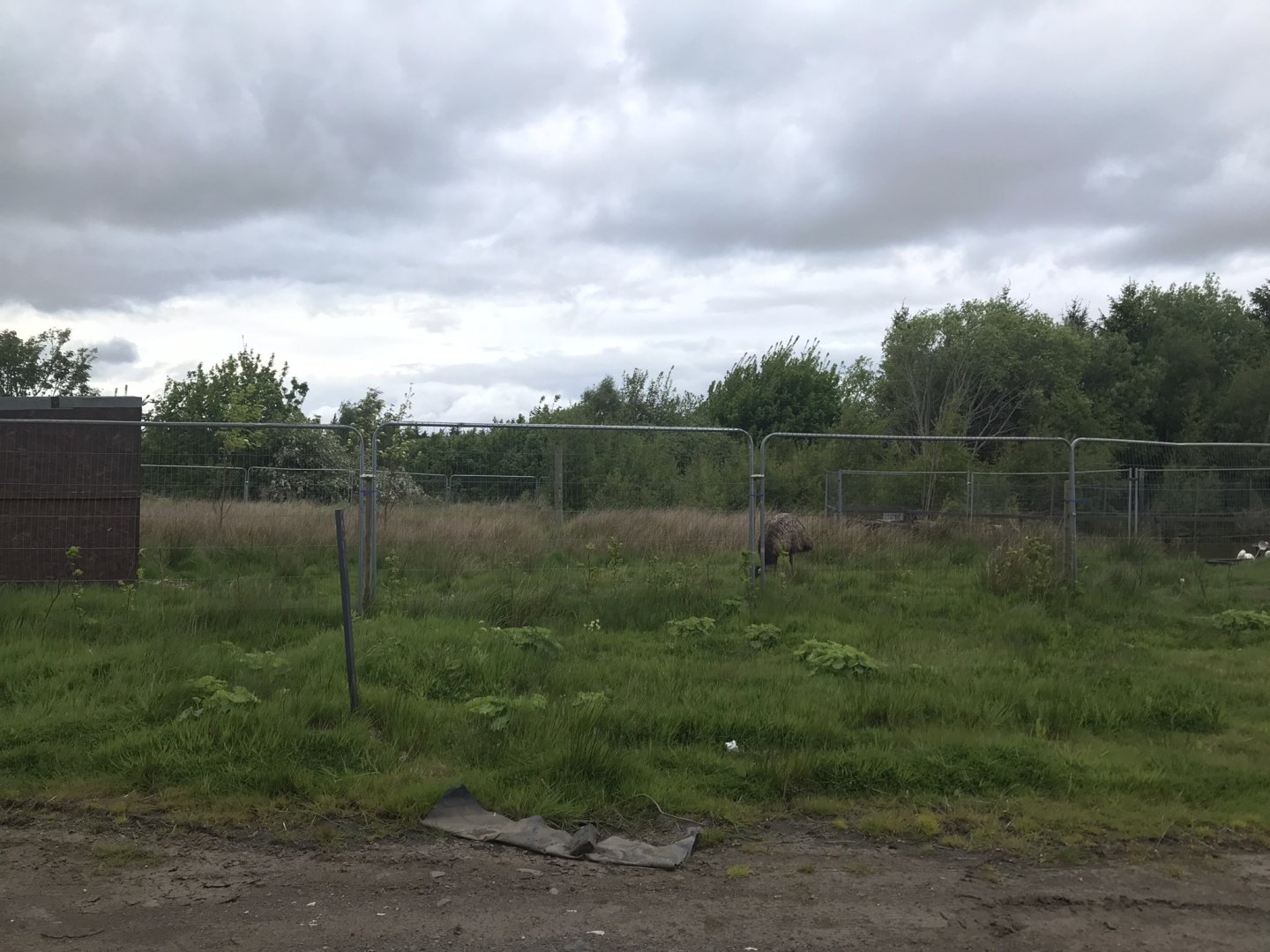 Emu enclosure (3) (Ricarton garden centre)