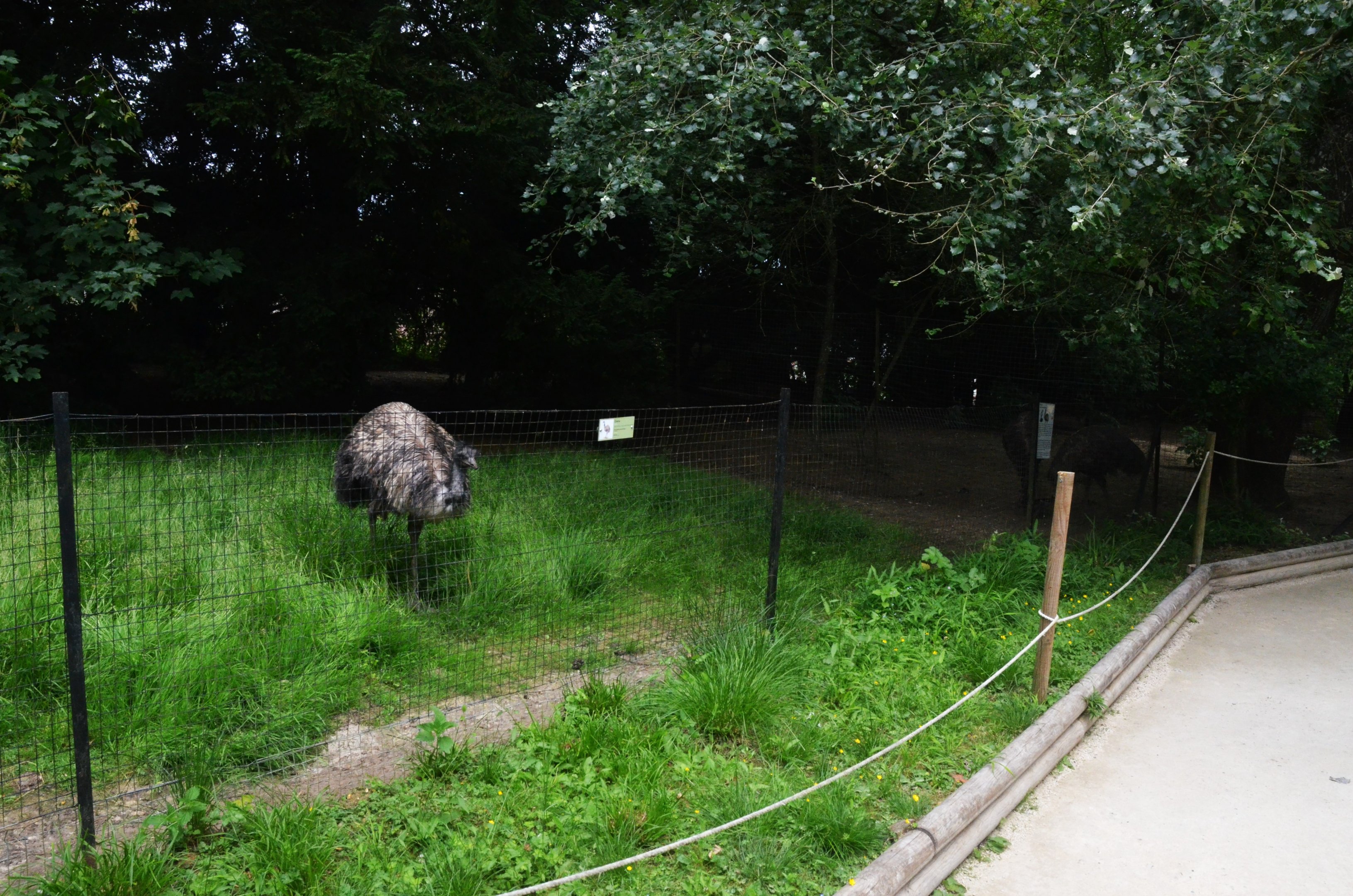 Emu Enclosure at Clères, 16/06/18
