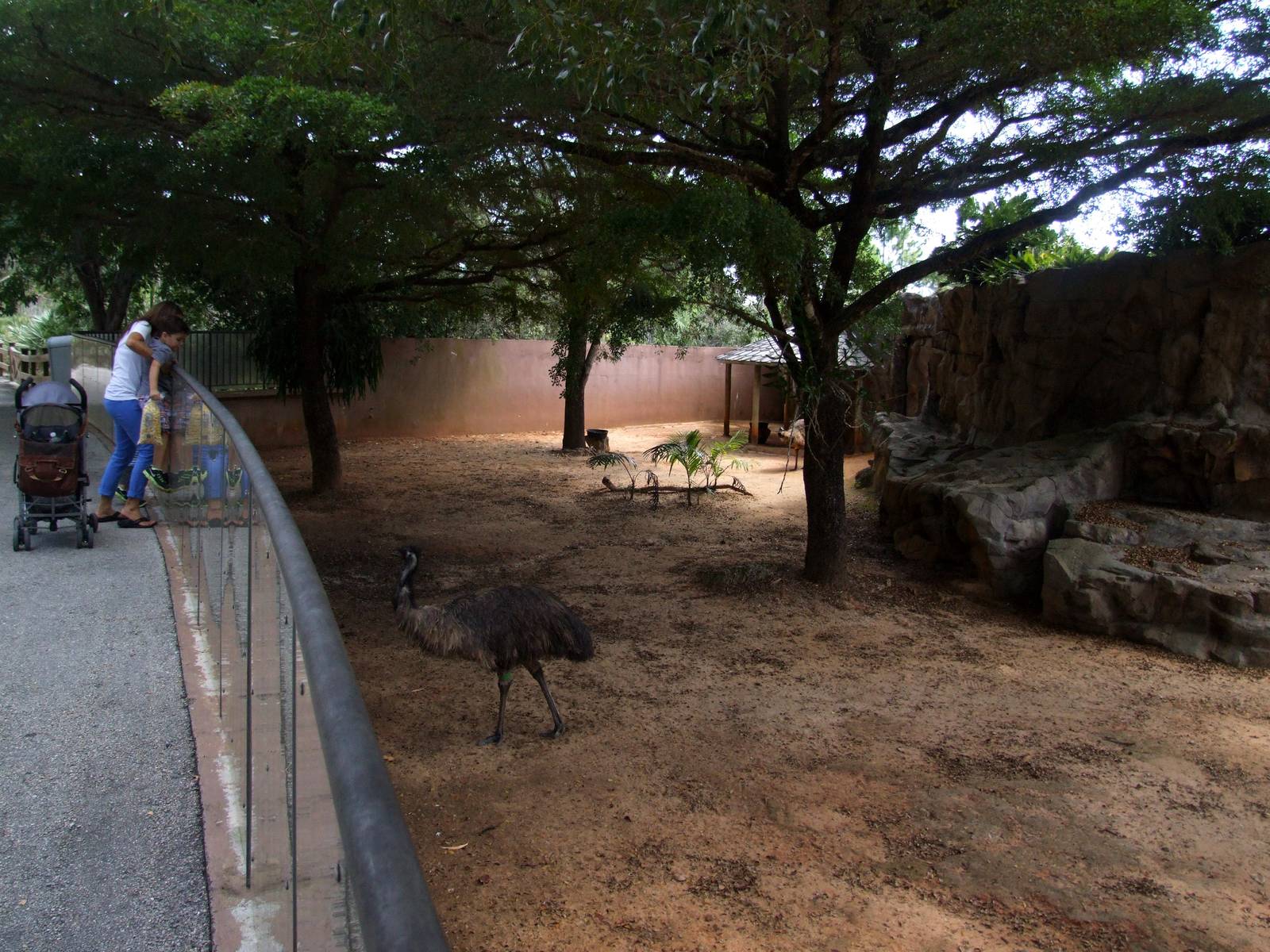 Emu Enclosure at Miami, 12/10/13