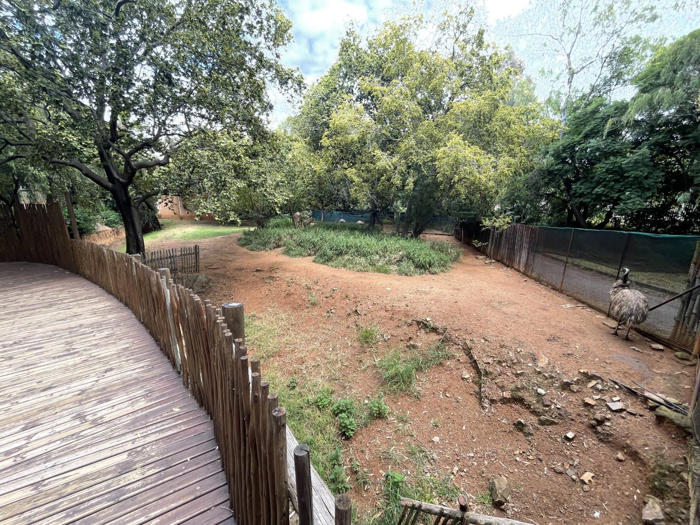 Emu Enclosure (Dromaius novaehollandiae)