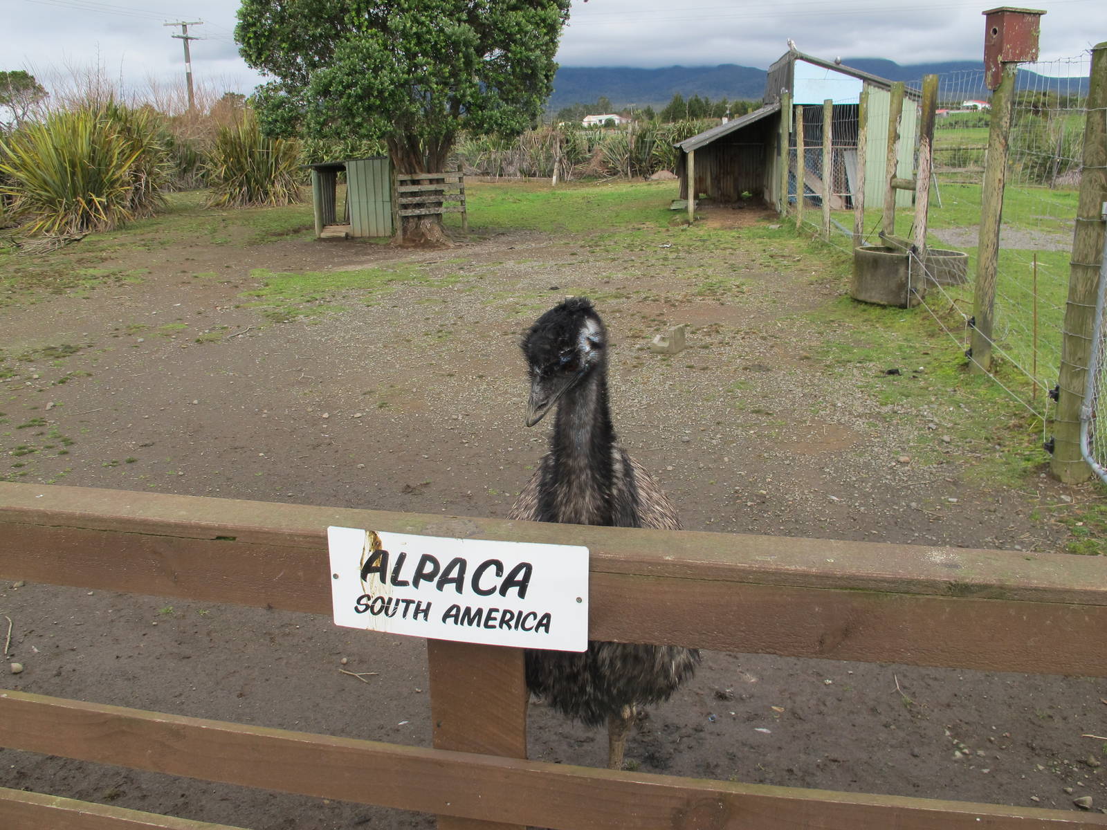 Emu Enclosure - Pouakai Zoo