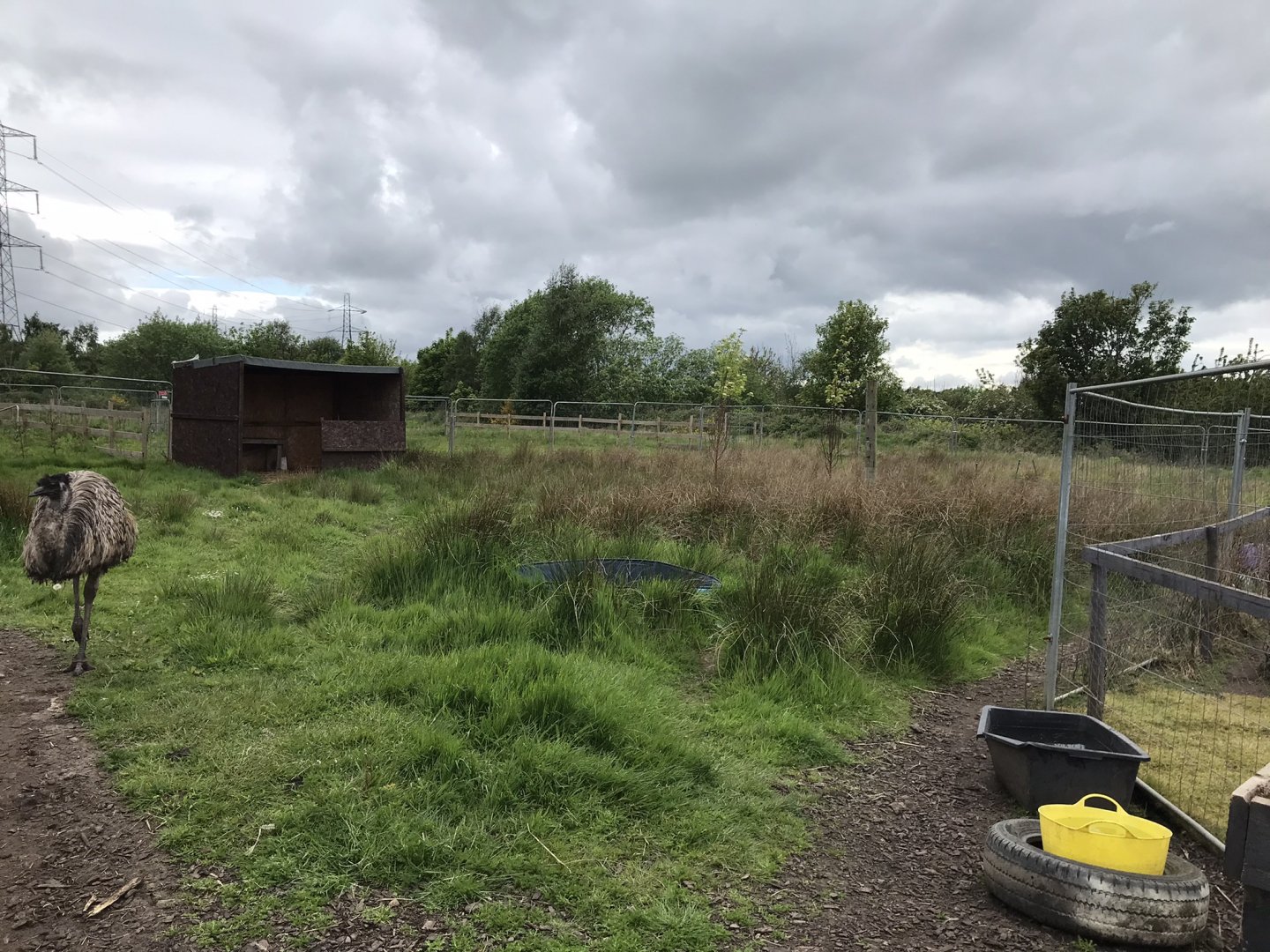Emu enclosure (Ricarton garden centre)