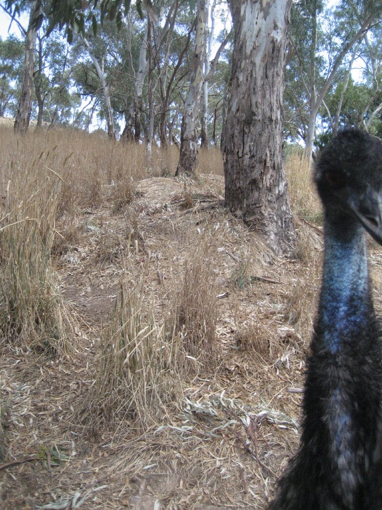 Emu enclosure
