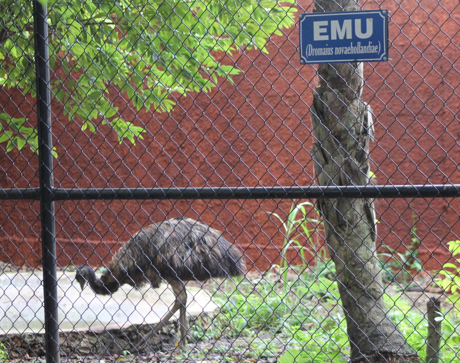 Emu enclosure