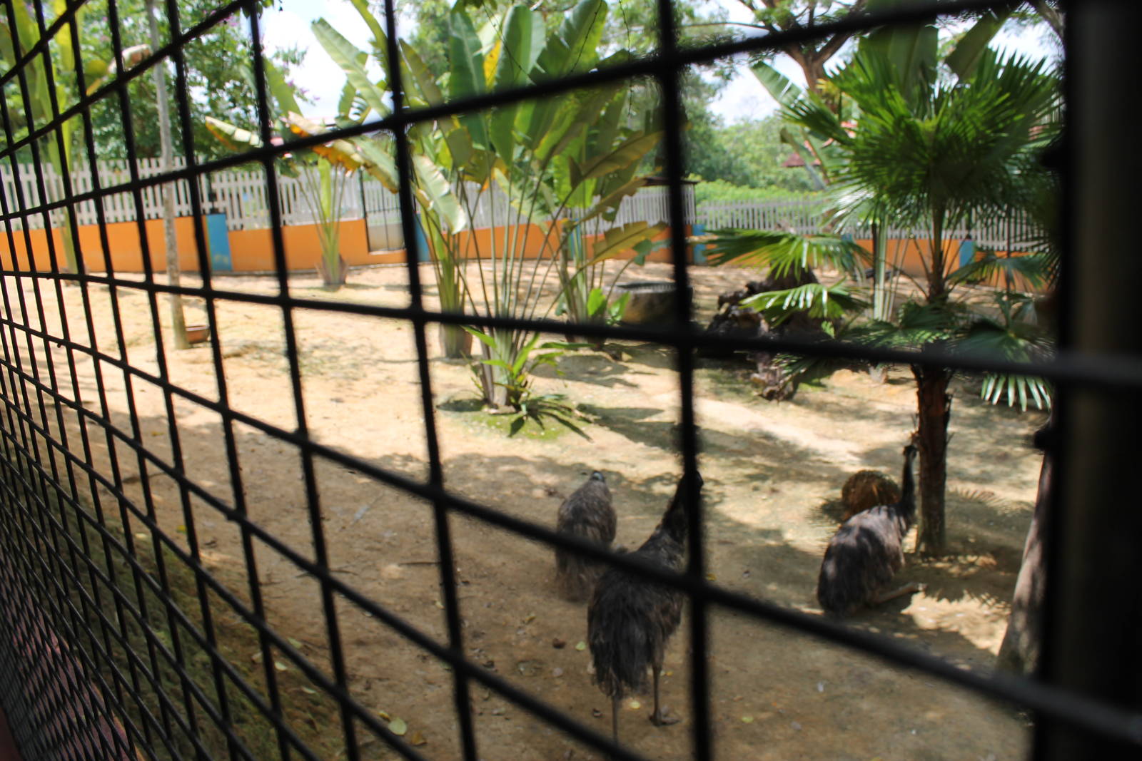 emu enclosure