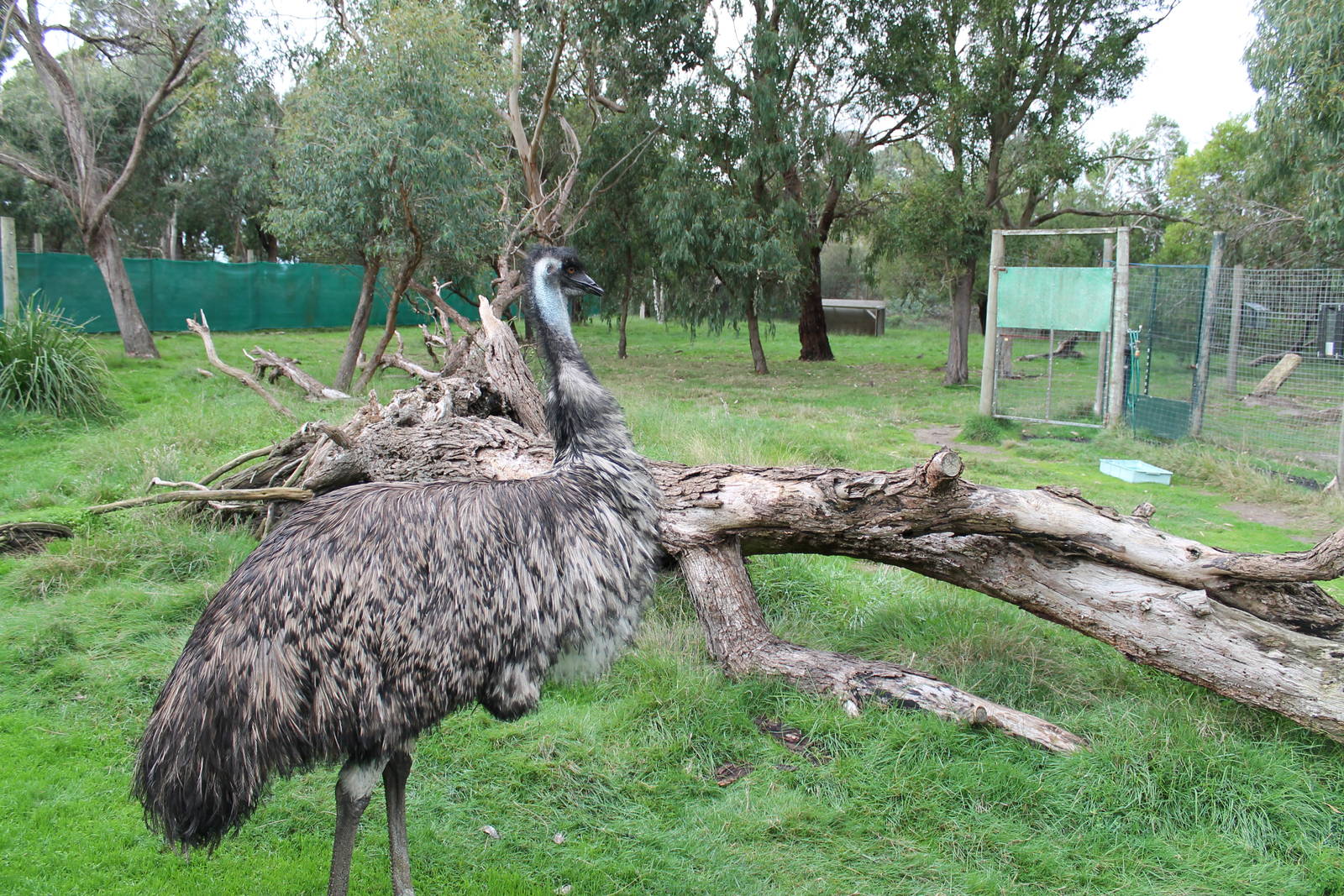 emu enclosure