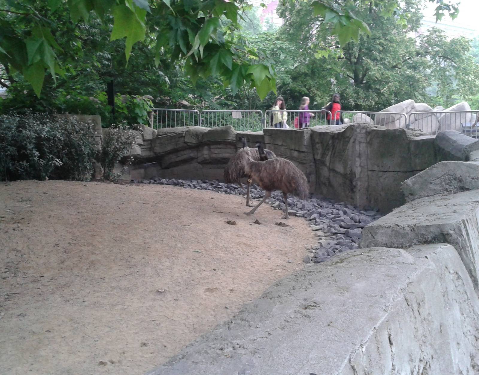 Emu enclosure