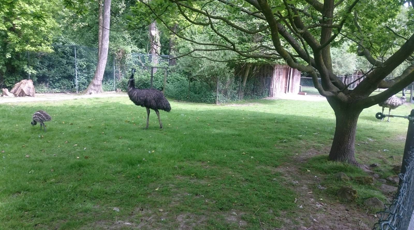 Emu enclosure
