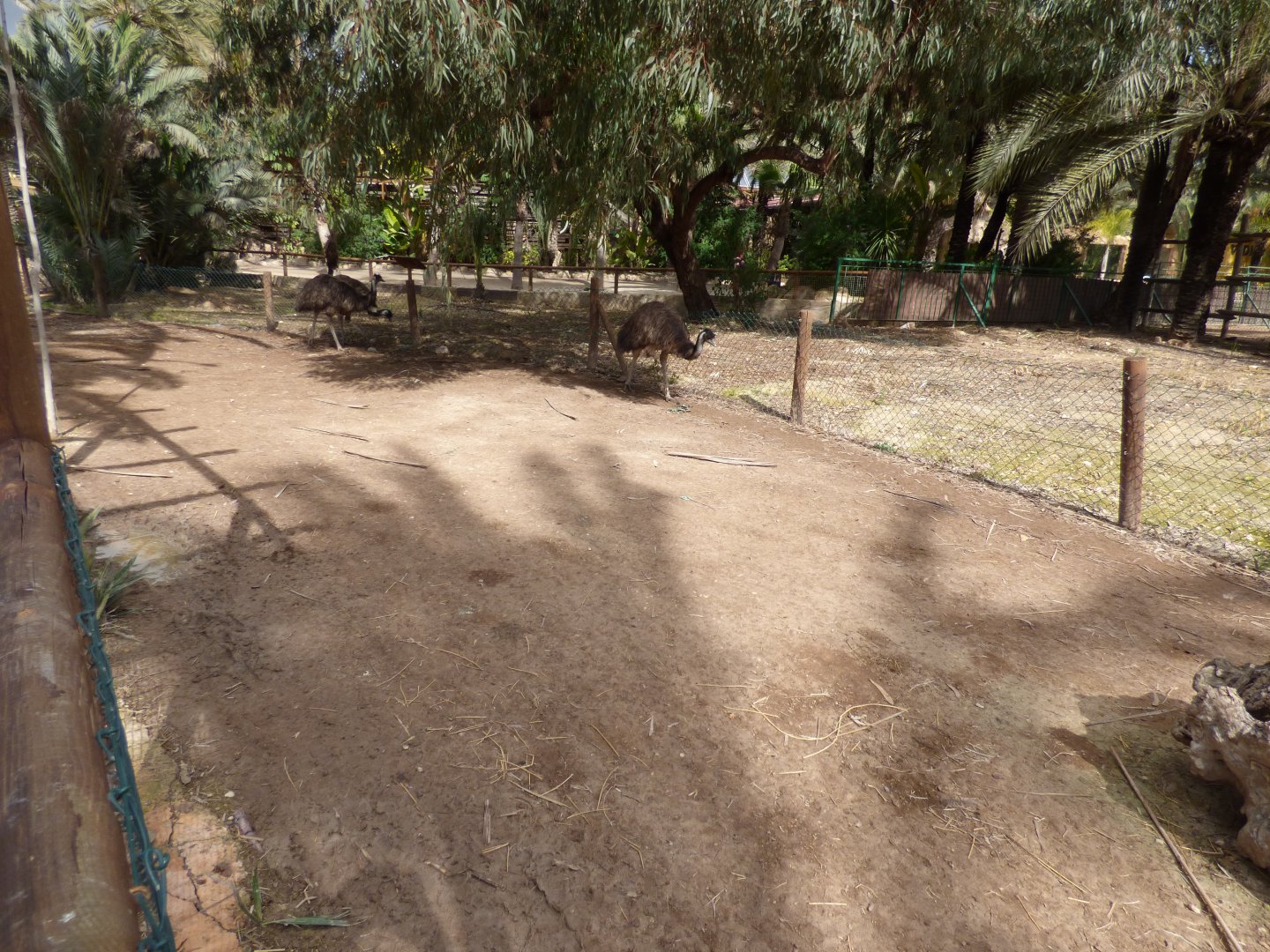 Emu Enclosure