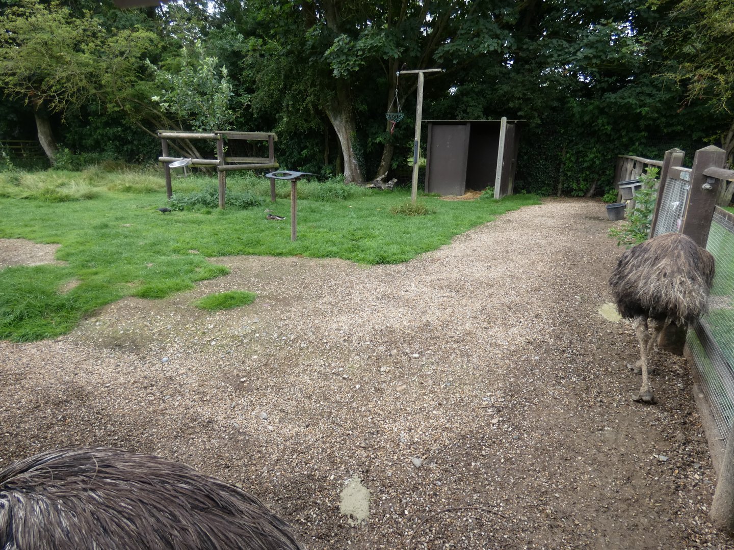 Emu enclosure