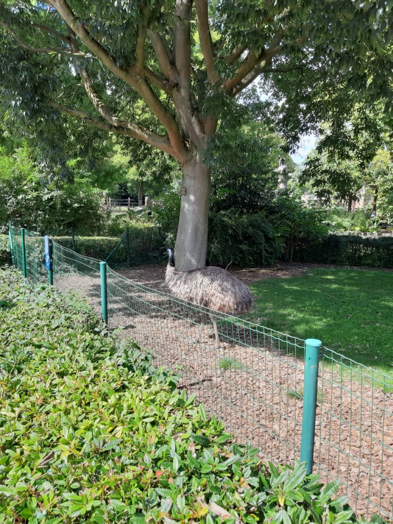 Emu Enclosure