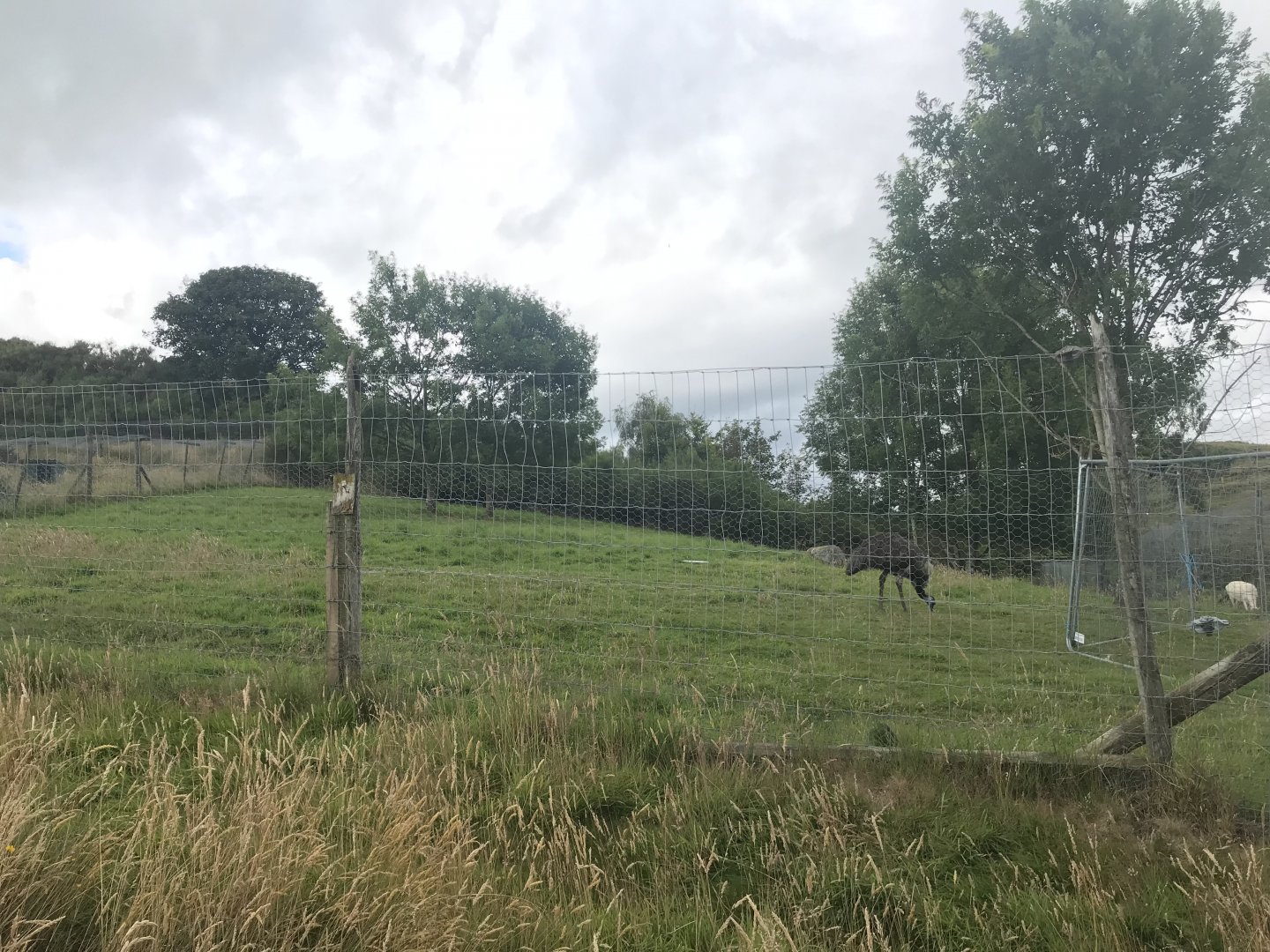 Emu enclosure