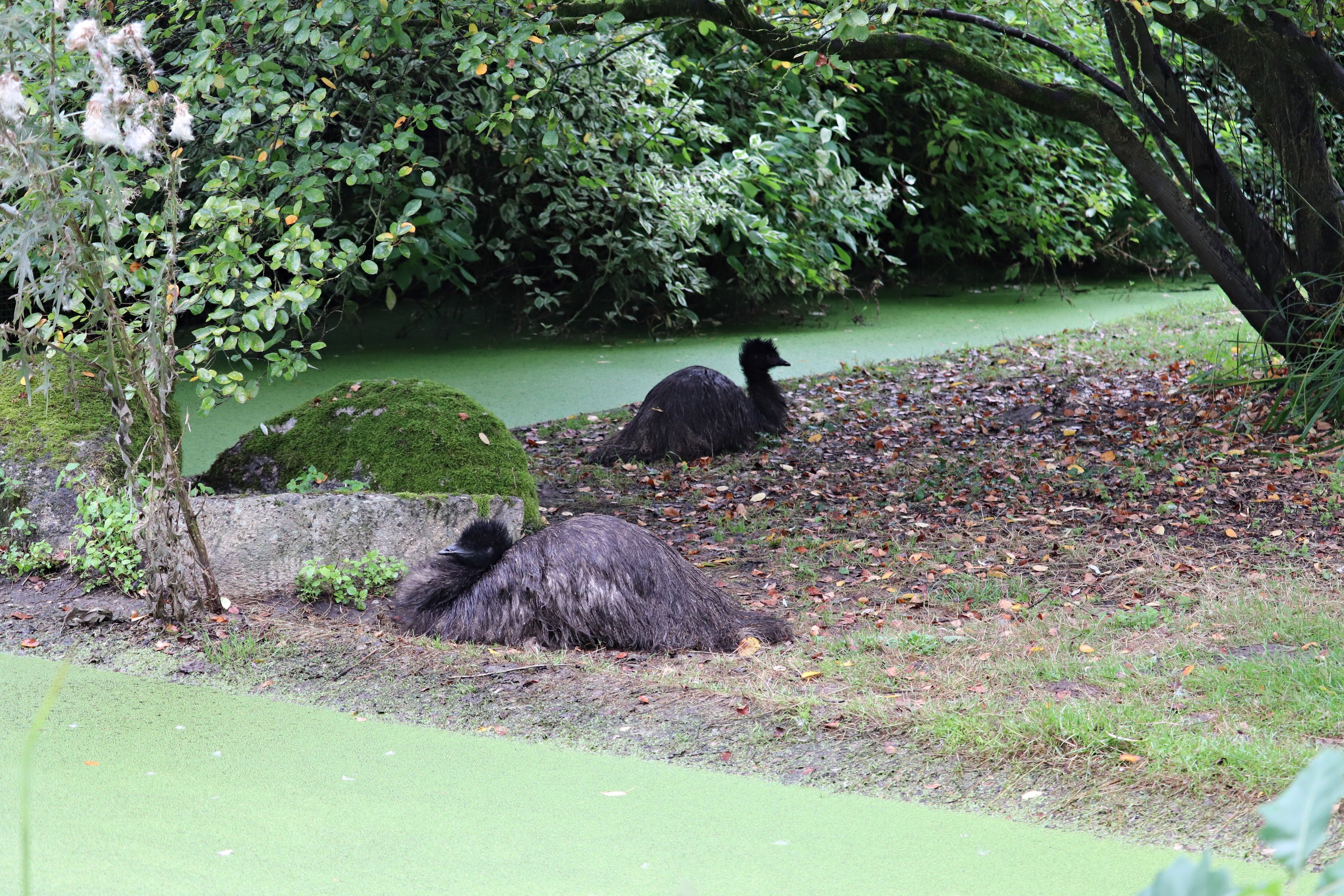 Emu enclosure