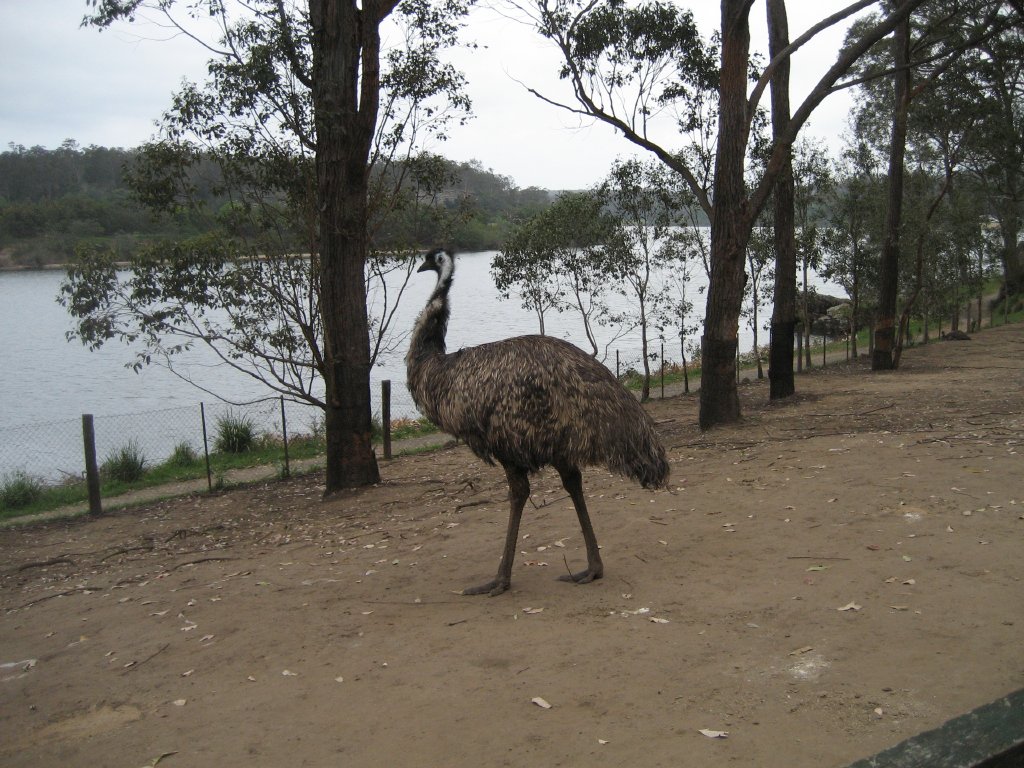 Emu enclosure