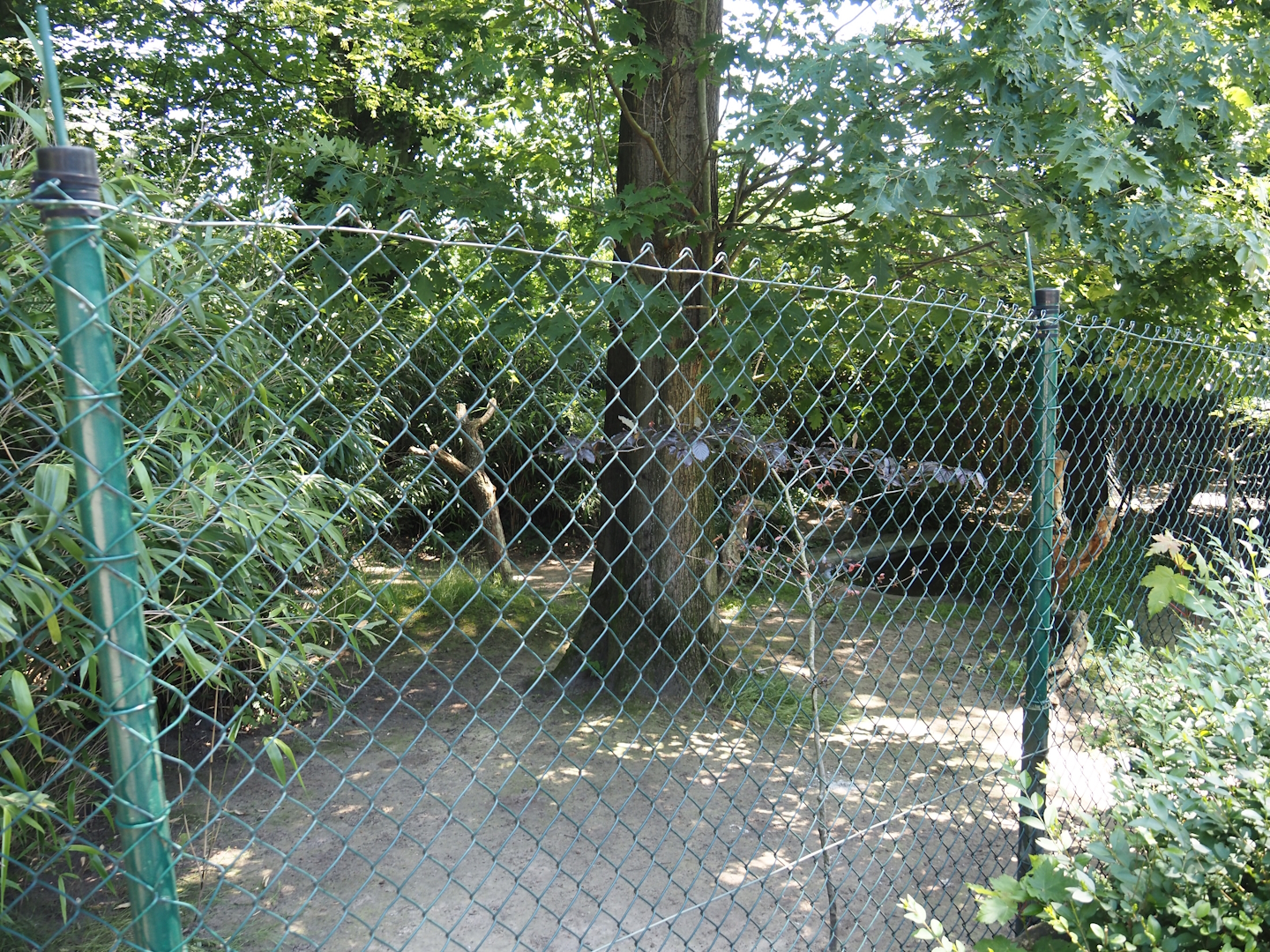 Emu exhibit, 2024-06-08