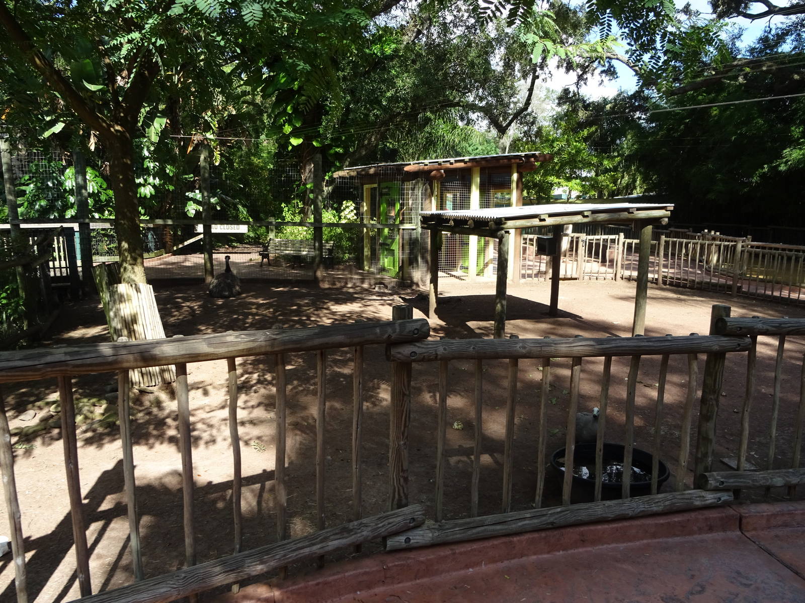 Emu Exhibit at Busch Gardens Tampa