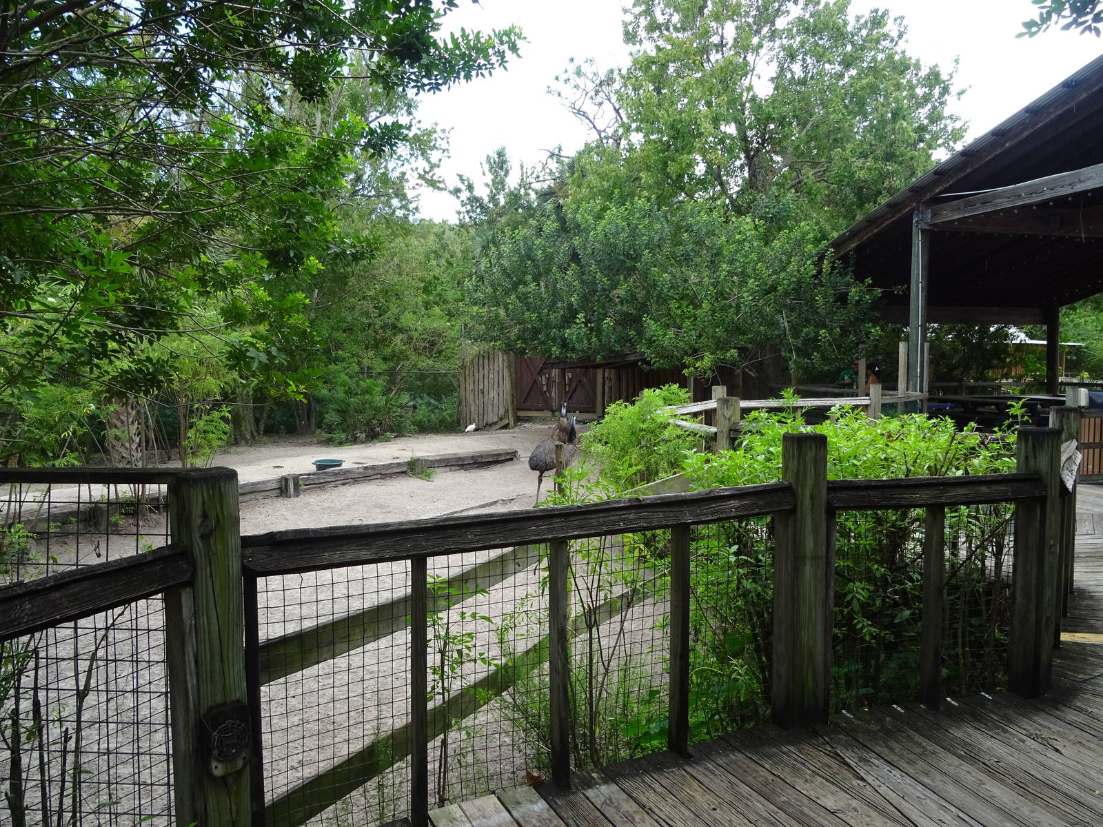 Emu Exhibit at Gatorland