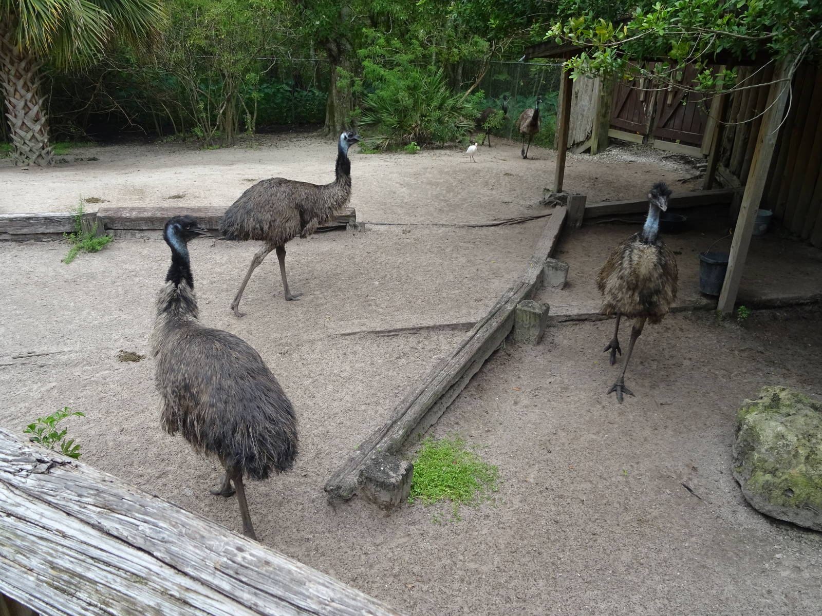 Emu Exhibit at Gatorland