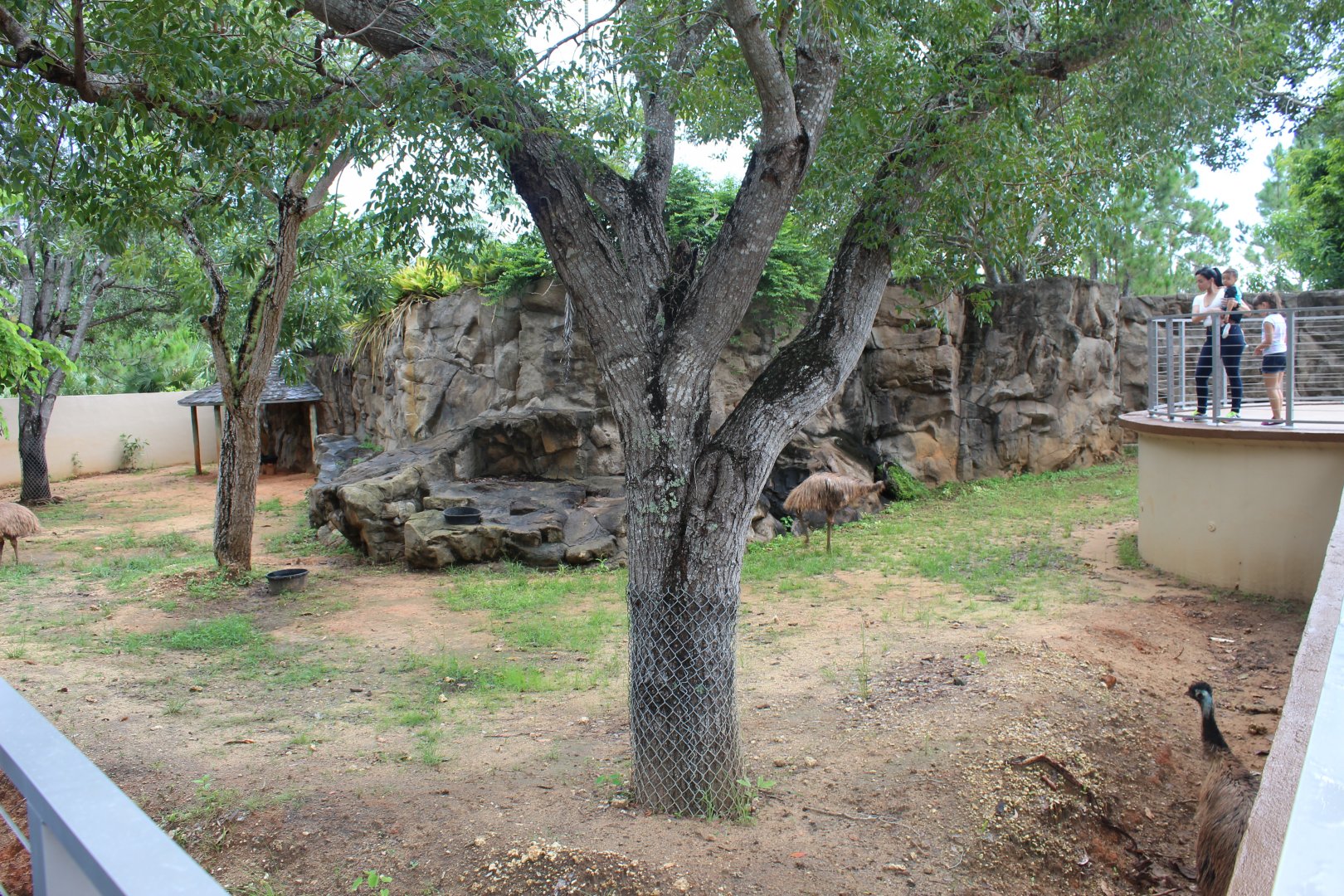 Emu Exhibit - Australian Center