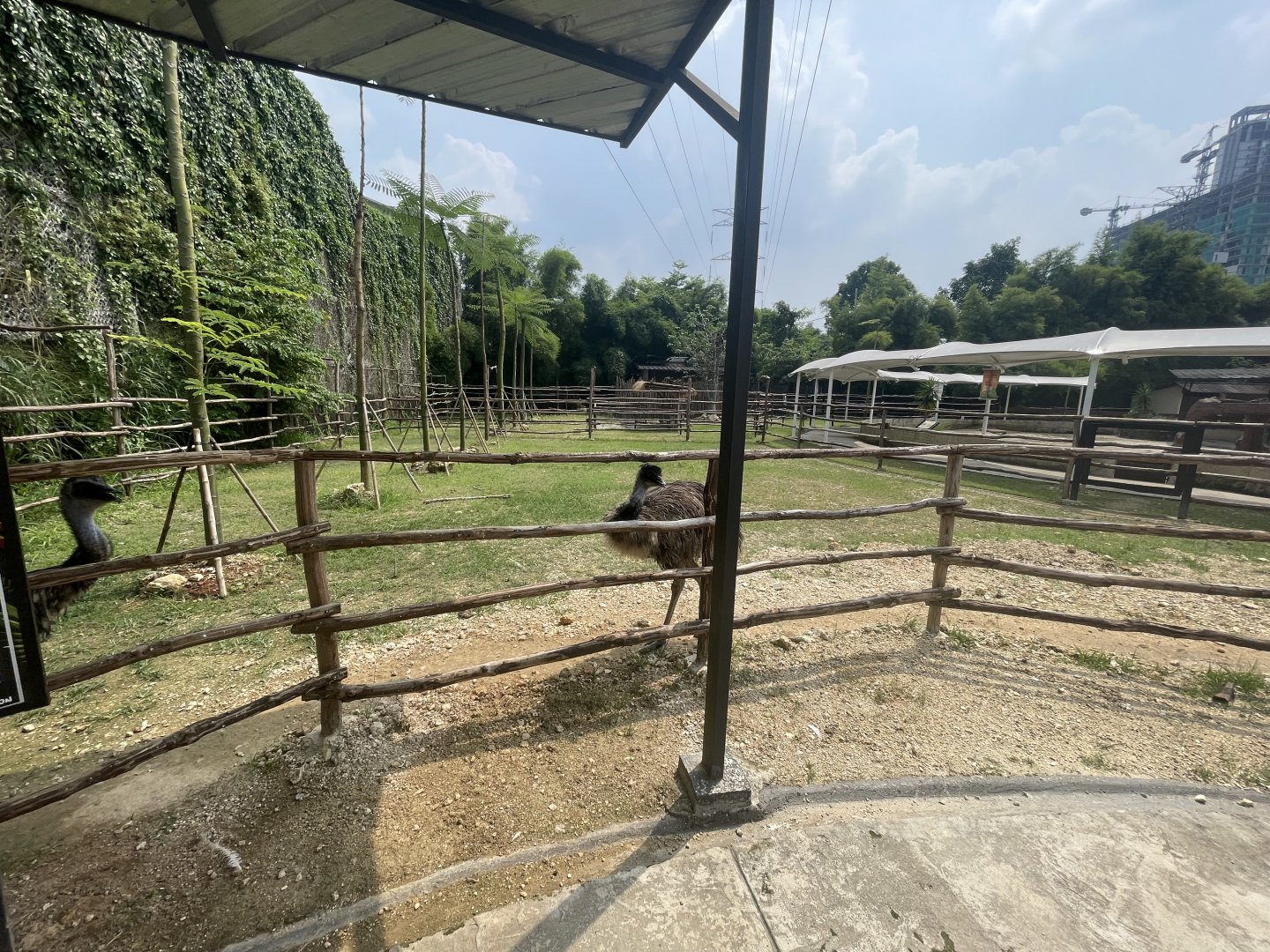 emu exhibit - aviary park