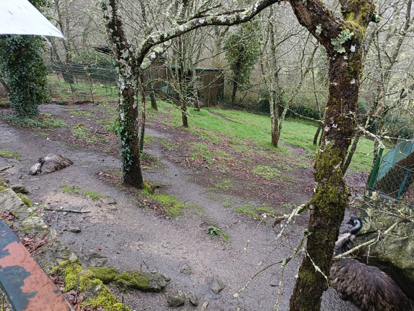 Emu exhibit - Avifauna Lugo