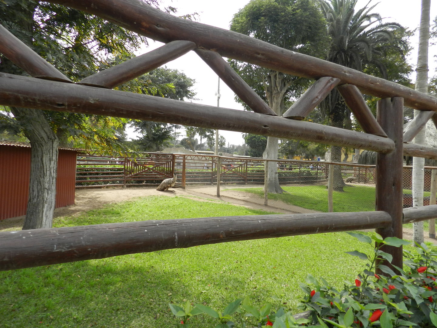 Emu exhibit - Parque de Las Leyendas