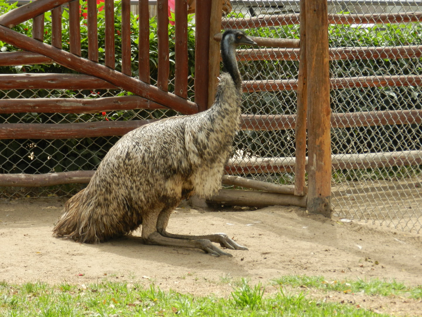 Emu exhibit - Parque de Las Leyendas