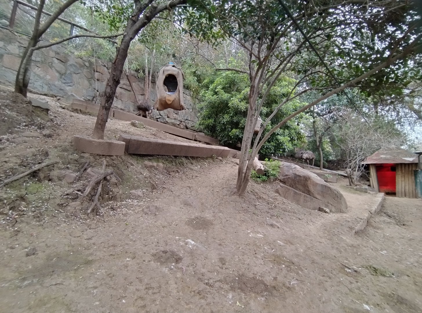Emu exhibit - Santiago zoo (Zoologico nacional)