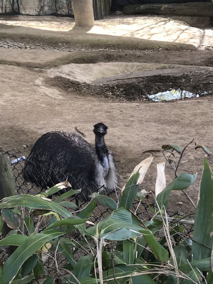 Emu Exhibit/Wildlife Canyon