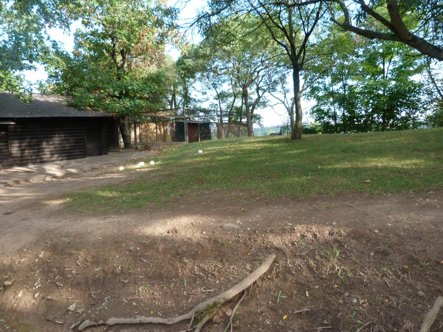 Emu exhibit -Zoo Praha (2025)