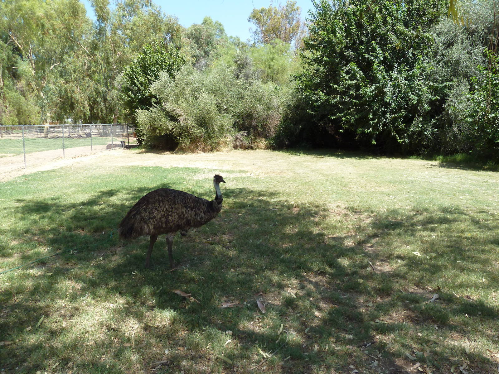 Emu Exhibit