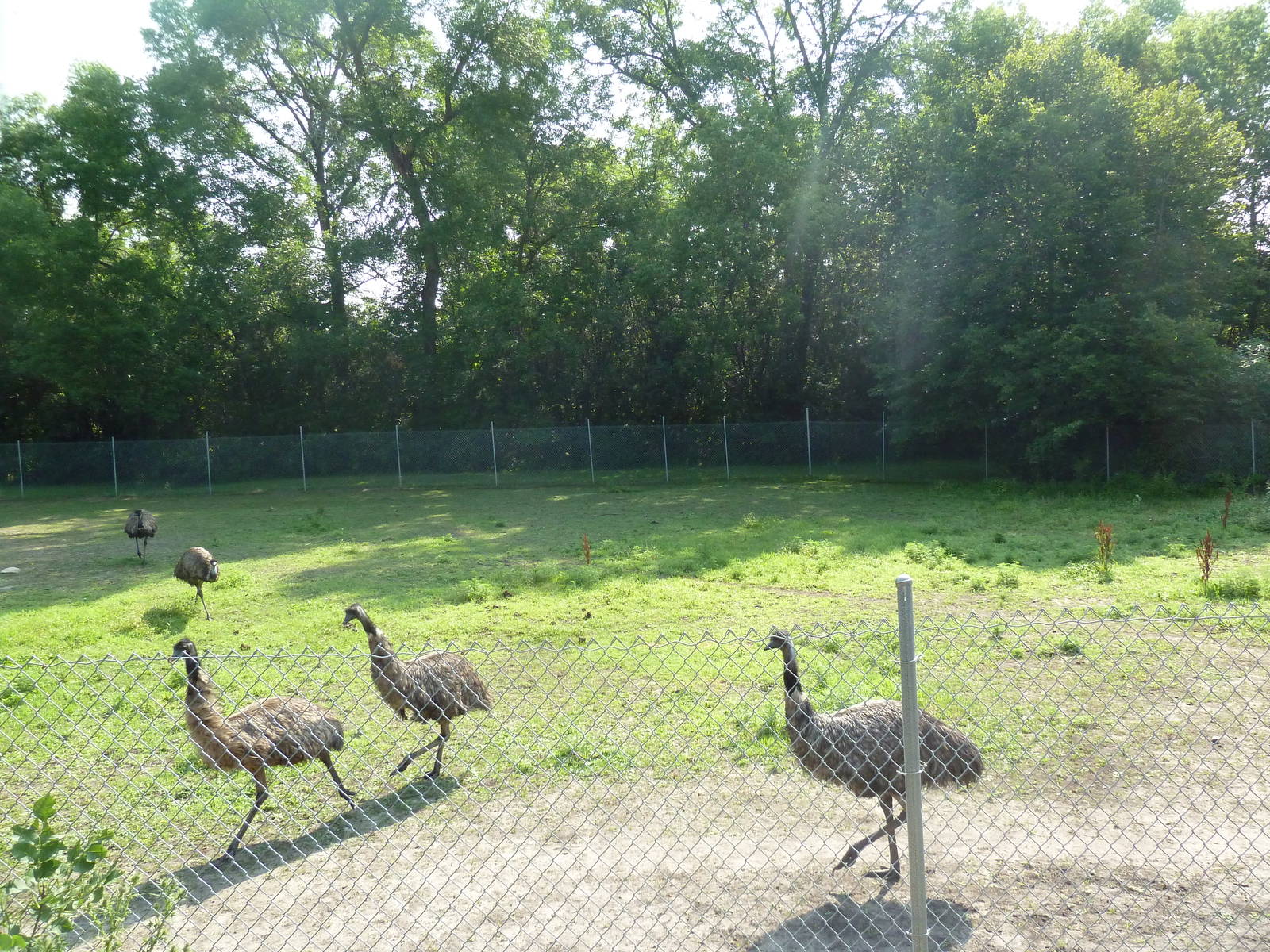 Emu Exhibit
