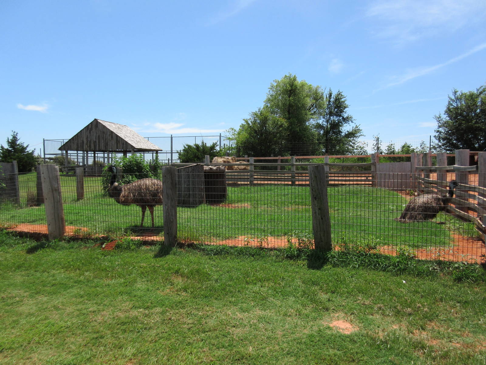 Emu Exhibit