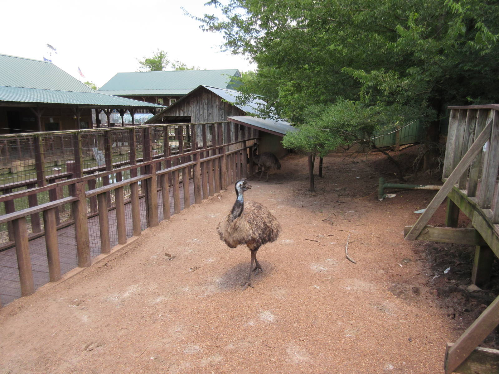 Emu Exhibit